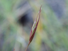 Danthonia unispicata