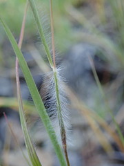 Danthonia unispicata