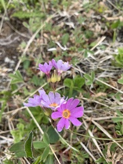 Primula cuneifolia