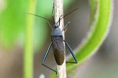 Notobitus