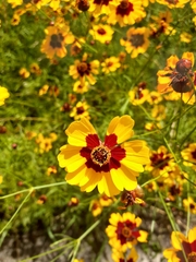 Coreopsis tinctoria