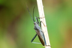 Notobitus