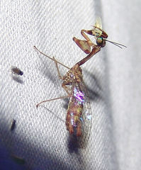 Leptomantispa pulchella