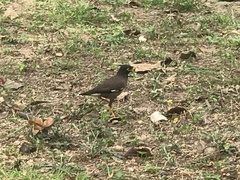 Acridotheres tristis