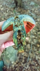 Boletus subluridellus