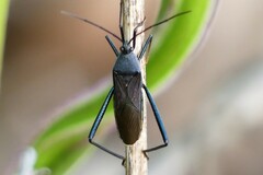 Notobitus