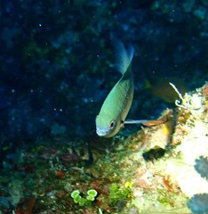 Pomacentrus callainus