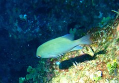 Pomacentrus callainus