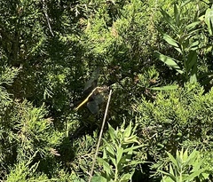 Cordulegaster obliqua