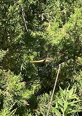 Cordulegaster obliqua