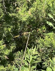 Cordulegaster obliqua