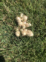 Coprinopsis variegata