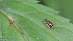 Trigonidium japonicum