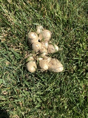 Coprinopsis variegata