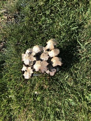 Coprinopsis variegata