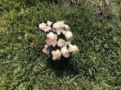 Coprinopsis variegata