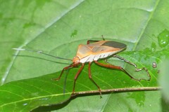 Chinadasynus orientalis
