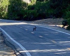 Sylvilagus audubonii