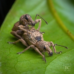 Leptopius tetraphysodes