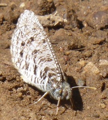 Oeneis uhleri