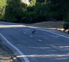 Sylvilagus audubonii