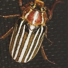 Polyphylla decemlineata