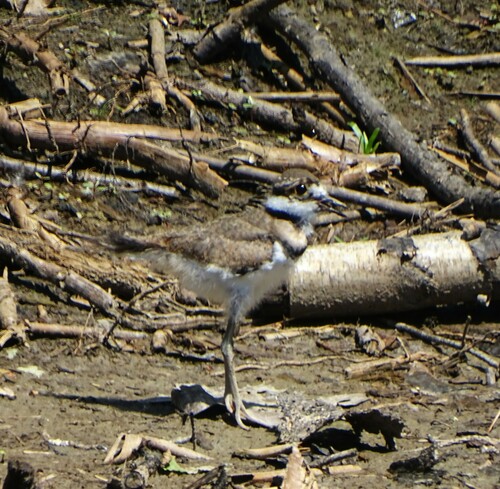 Killdeer photographed in Vermont