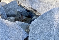 Sylvilagus audubonii