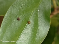 Euthalia adonia pinwilli