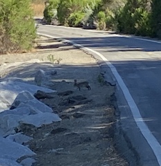 Sylvilagus audubonii