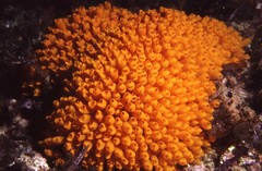 Pycnoclavella