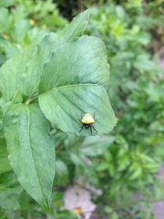 Araneus viridiventris