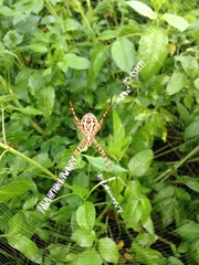 Argiope aemula