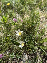 Gagea serotina