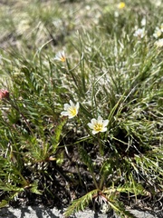 Gagea serotina