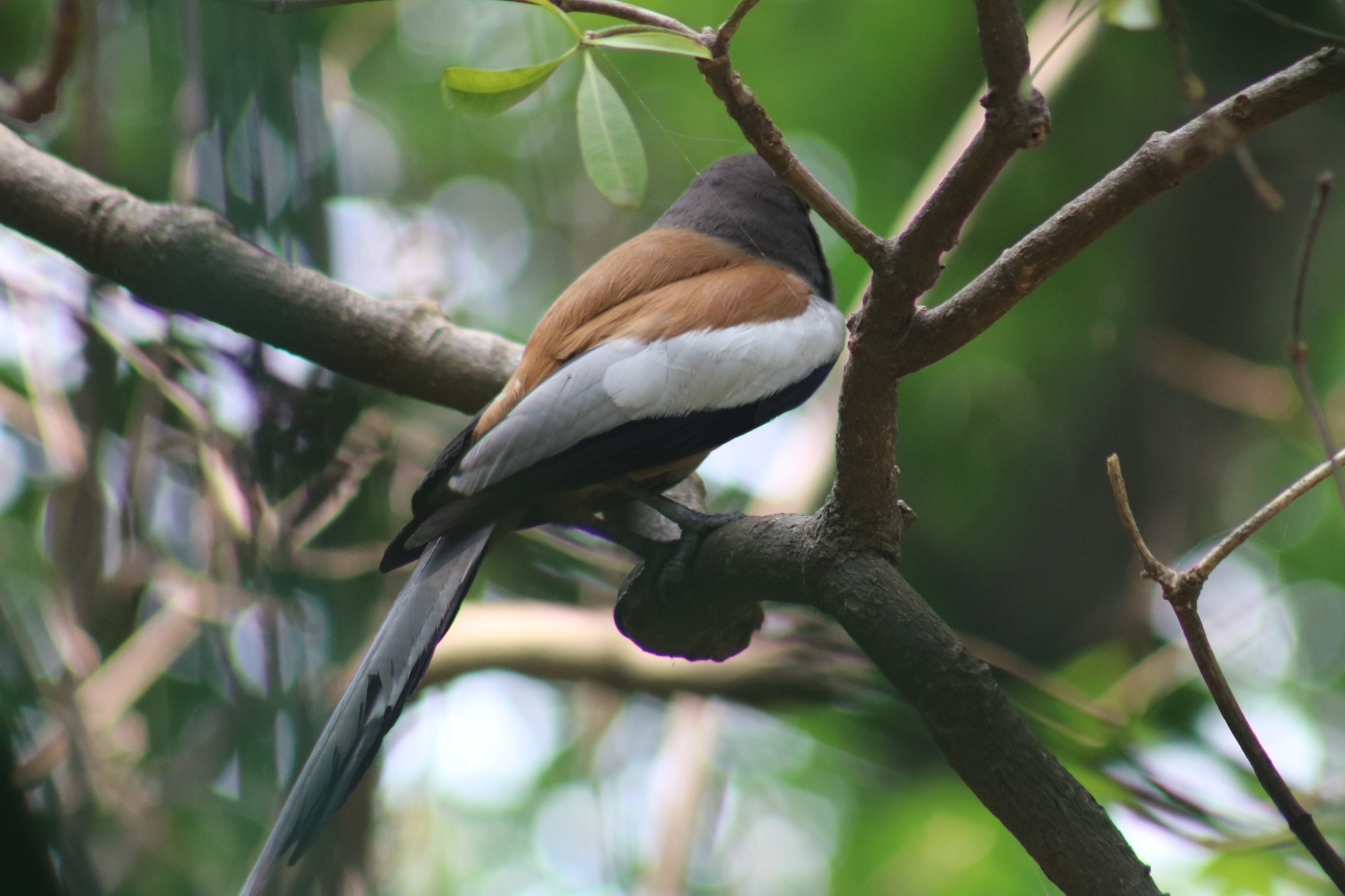 Rufous Treepie