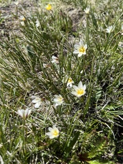 Gagea serotina