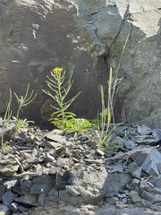Erysimum amurense