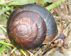 Monadenia subcarinata