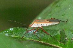 Chinadasynus orientalis