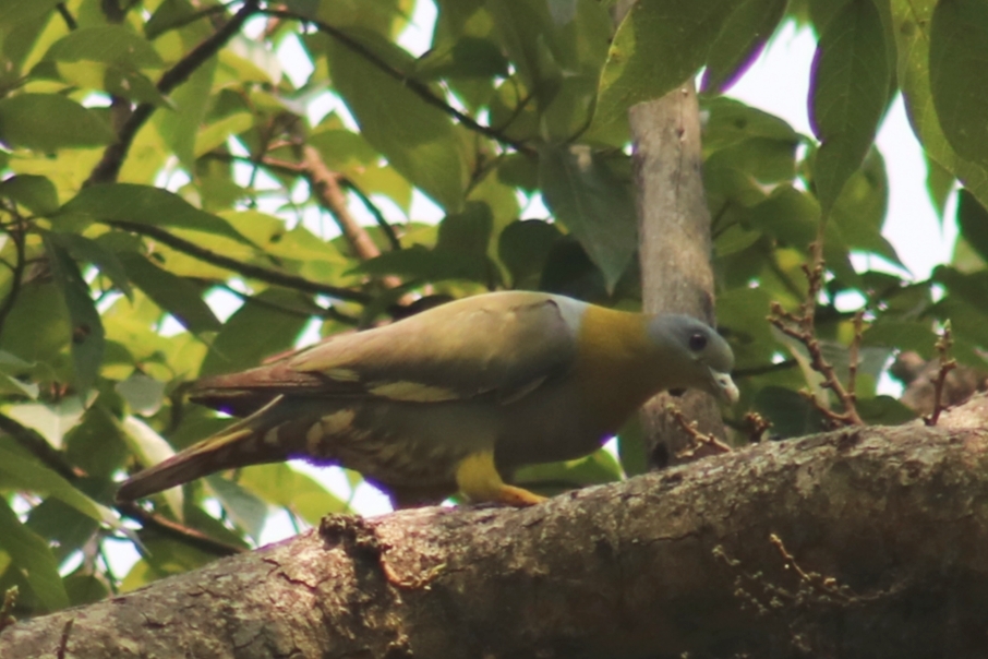 Yellow-footed Green Pigeon