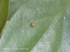 Euthalia adonia pinwilli