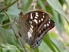 Euthalia adonia pinwilli