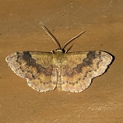 Leptostales rubromarginaria