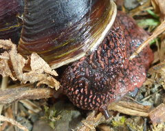 Monadenia subcarinata