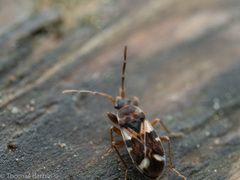 Scolopostethus pacificus