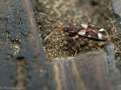 Scolopostethus pacificus