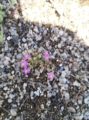 Spergularia purpurea