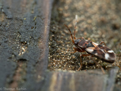 Scolopostethus pacificus