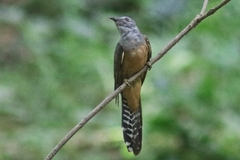 Cacomantis merulinus